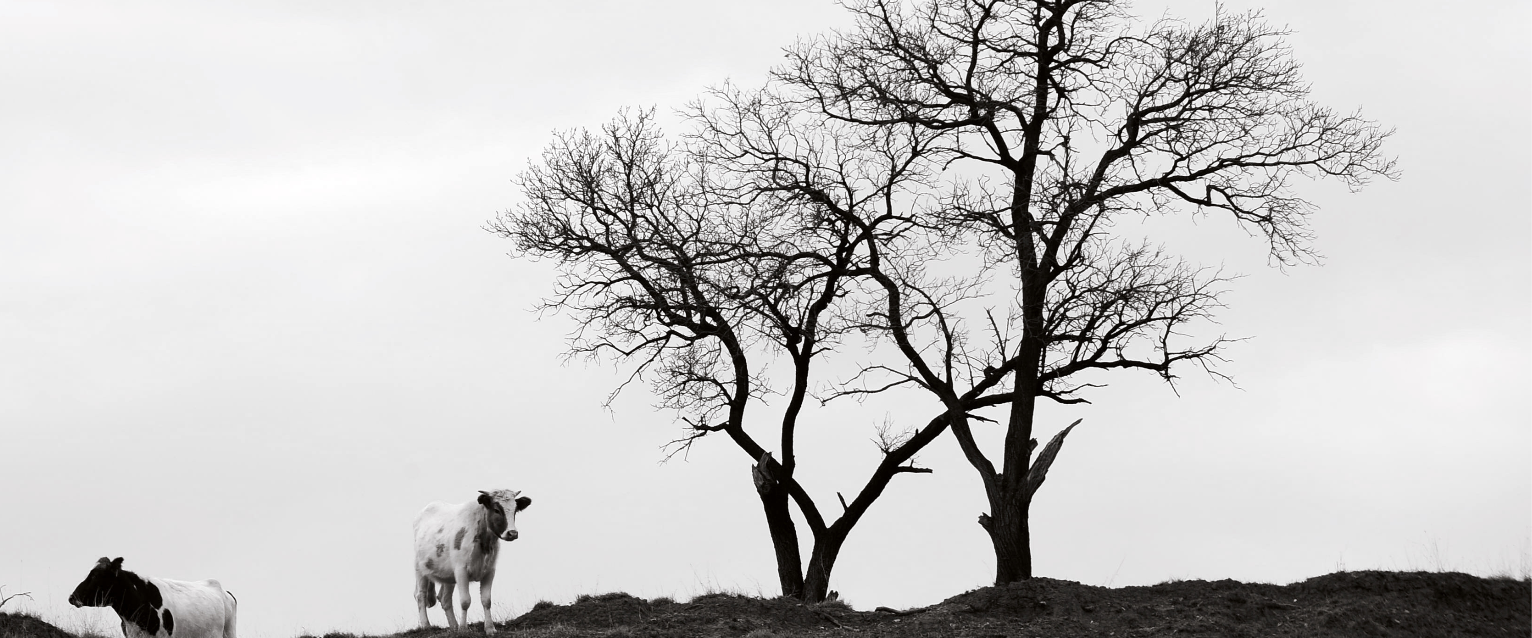Moroccan argan oil benefits - heart health, glowing skin, immunity and digestion in NuttyNest products