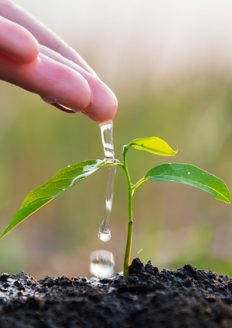 Plant the future with NuttyNest - sustainable sourcing of argan oil and British honey Mobile