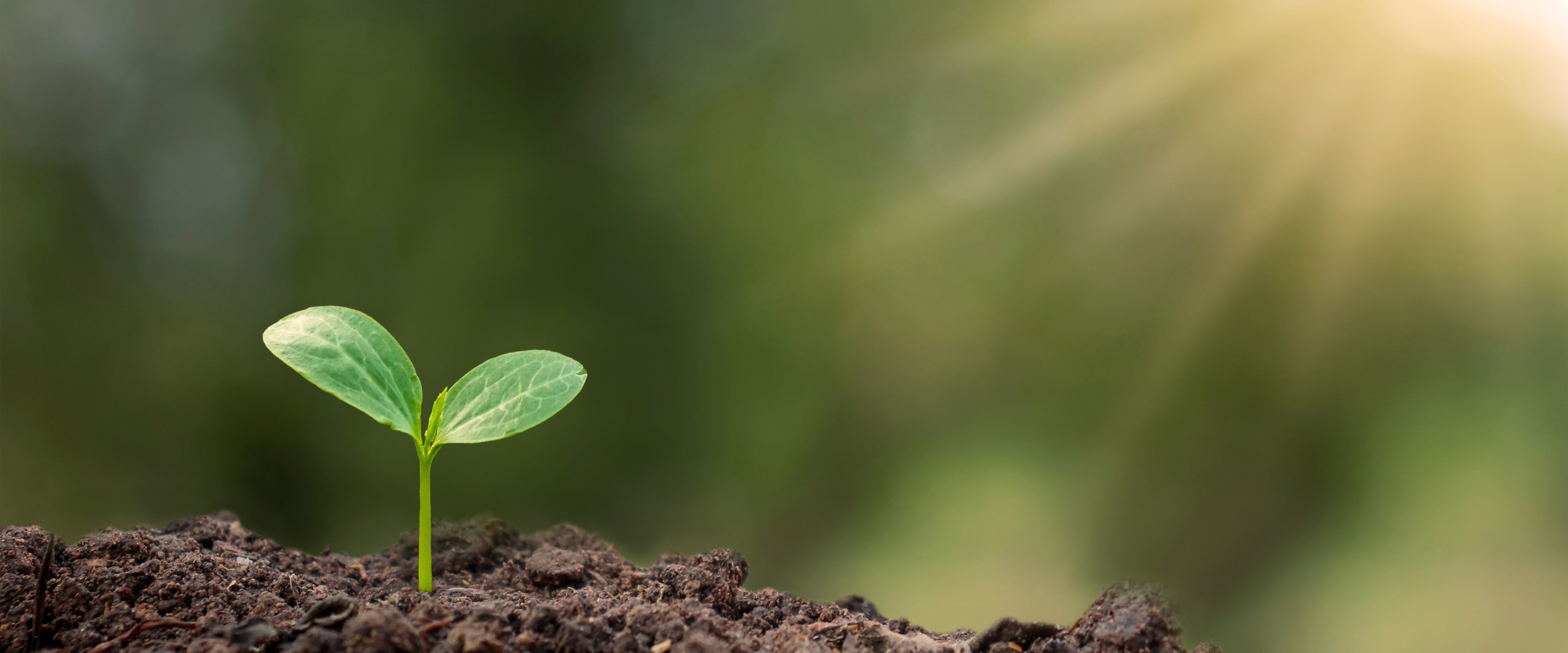 NuttyNest sustainable argan tree planting initiative - eco-friendly luxury spreads supporting the environment